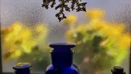 Blue Bottle - Yellow Flowers